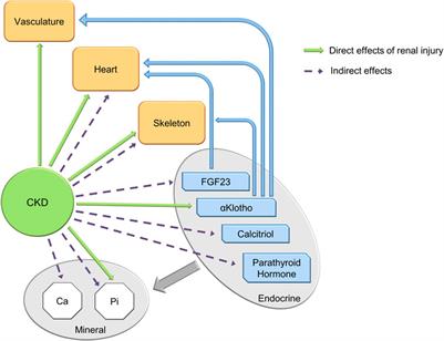 Updates in the chronic kidney disease-mineral bone disorder show the role of osteocytic proteins, a potential mechanism of the bone—Vascular paradox, a therapeutic target, and a biomarker